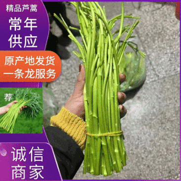 精品芦蒿上海常年供应保质保量价格便宜全国发货