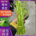 精品芦蒿上海常年供应保质保量价格便宜全国发货