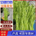 精品芦蒿安徽蚌埠常年供应保质保量价格便宜全国发货