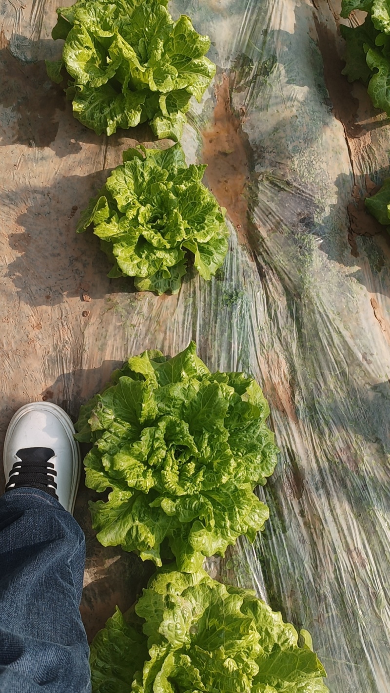【精品生菜】山西产地直供质量保证一手货源欢迎订购