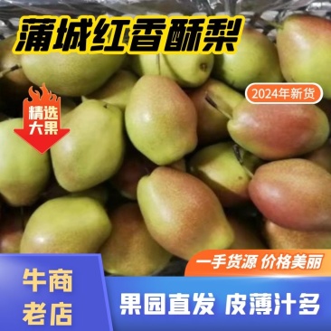 陕西蒲城冷库红香酥梨，产地一手货源，口感脆甜，货源充足。