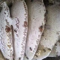 云南土蜂蜜巢蜜精品蜂蜜山里的甜蜜味道原汁原味的土蜂蜜