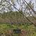 伟森园林基地直发8公分低分枝垂丝海棠环境景观绿化
