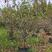 伟森园林基地直发8公分低分枝垂丝海棠环境景观绿化