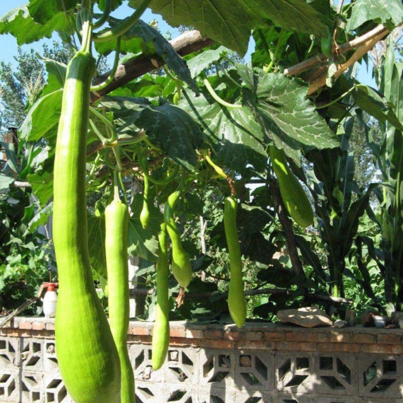 【聚便宜】砍瓜种子特大巨型春秋种植随吃随砍抗病强