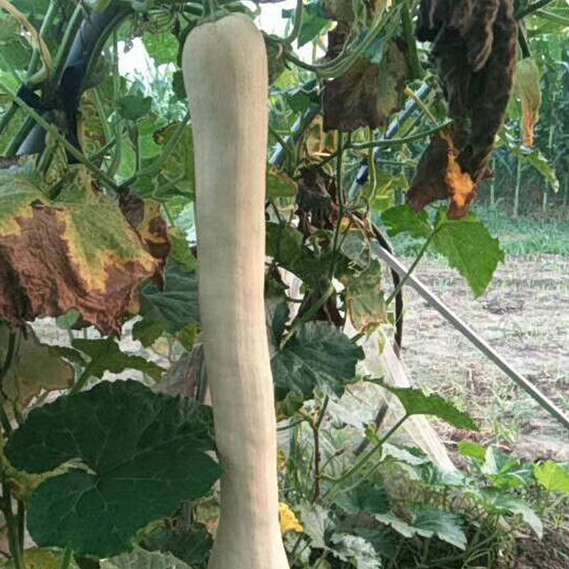 【聚便宜】砍瓜种子特大巨型春秋种植随吃随砍抗病强