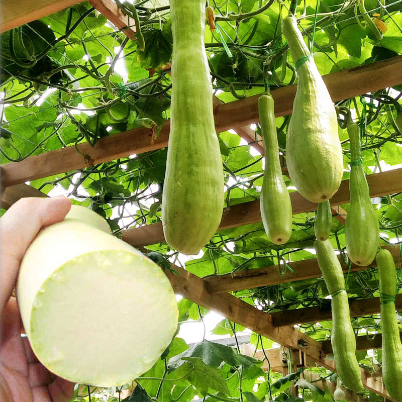 【聚便宜】砍瓜种子特大巨型春秋种植随吃随砍抗病强