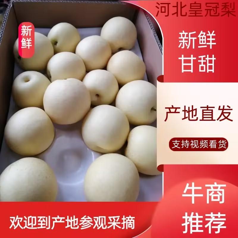 河北赵县精品皇冠梨产地直发品质保证对接各类客户