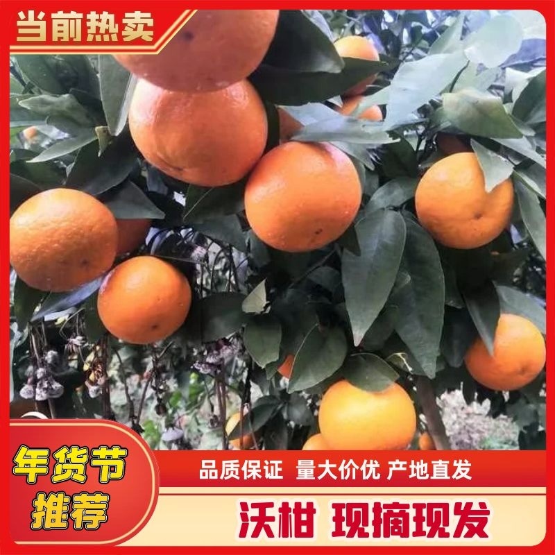 贵州沃柑上市产地直发一手货源量大从优欢迎选购