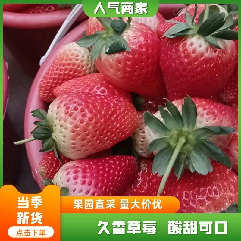 万亩草莓久香联盟天仙醉艳丽金刚货源稳定精品包装，供应全国