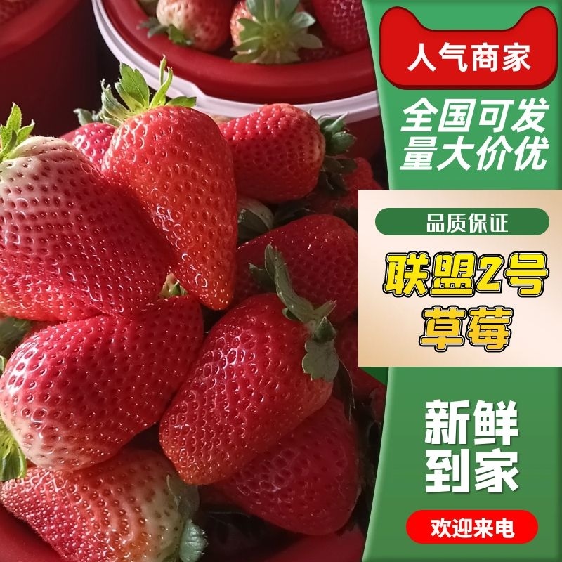 联盟2号草莓，口感好耐运输，产地一手货源欢迎各位老板咨询