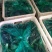 长茄765绿把茄子/长期供应/质量保证/价格优惠/发往全国