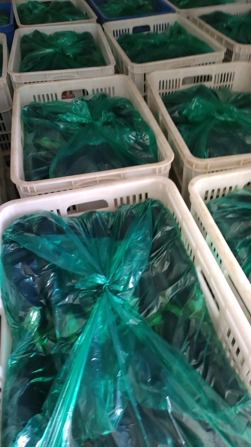 长茄765绿把茄子/长期供应/质量保证/价格优惠/发往全国