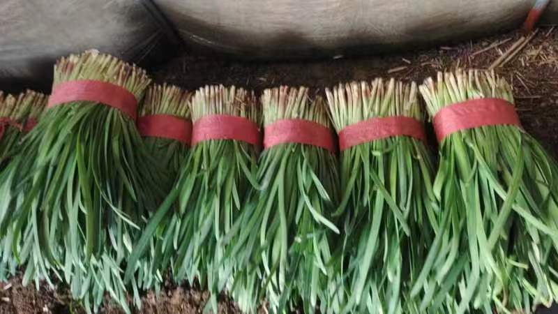 山东韭菜莱州紫根韭菜大量上市中产地一手货源保质保量