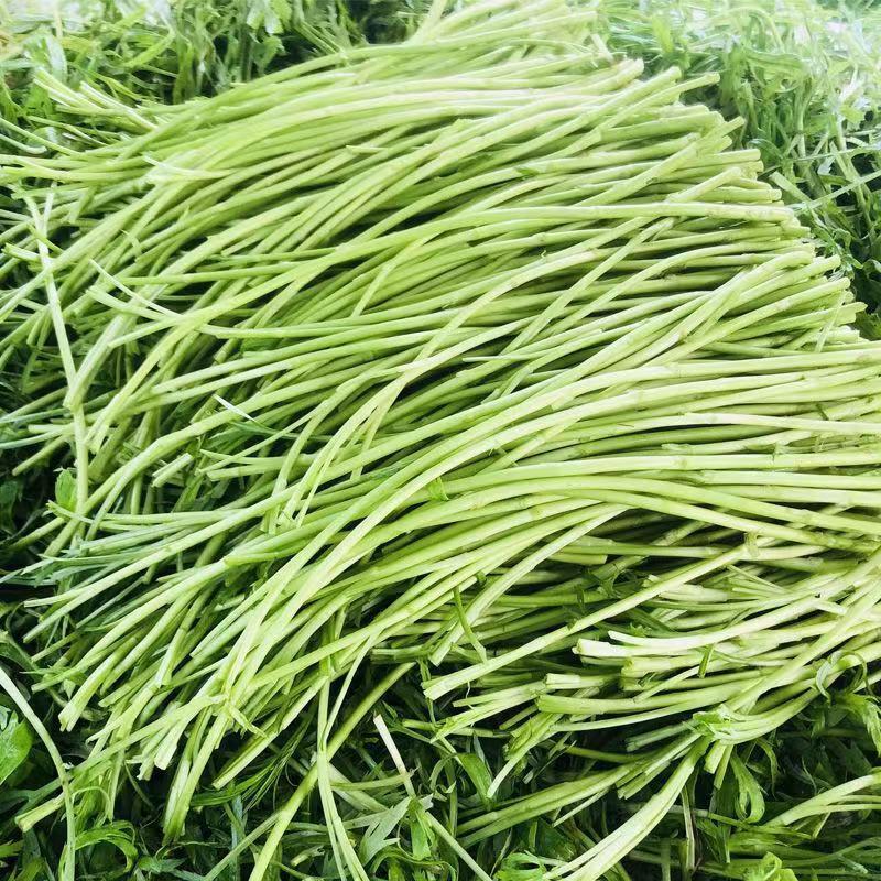 精品芦蒿江苏无锡常年供应保质保量价格便宜全国发货