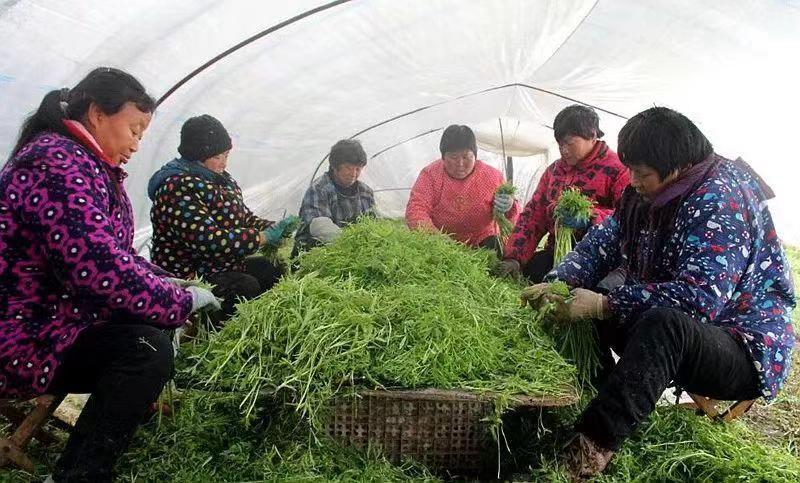 芦蒿江苏泗阳县常年供应保质保量价格便宜全国发货
