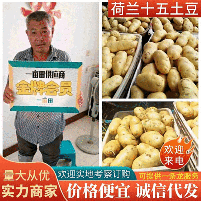 山东荷兰十五土豆优质土豆山东土豆规格齐全价格便宜