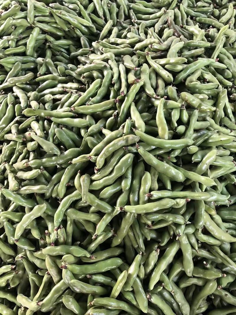 精品蚕豆、云南蚕豆大量供应产地直发一手货源