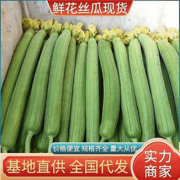 鲜花丝瓜大量现货供应，瓜条直，供应全国批发市场电商超市