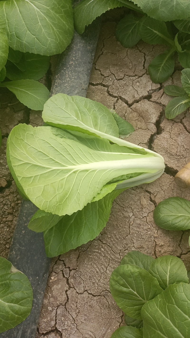 毛白菜小青菜，基地供货，量大从优长期供货欢迎采购