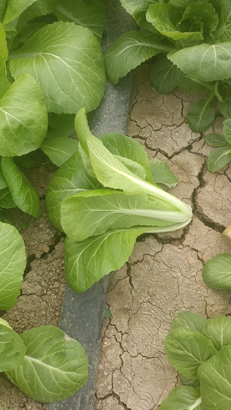 毛白菜小青菜，基地供货，量大从优长期供货欢迎采购