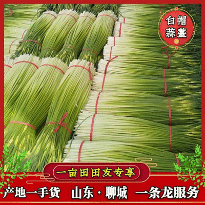 山东聊城冷库精品白帽蒜苔价格便宜量大从优一条龙服务
