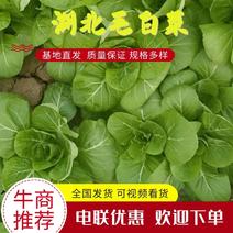 毛白菜小青菜，基地供货，量大从优长期供货欢迎采购