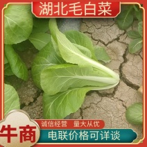 毛白菜，青叶菜小青菜，基地供货，量大从优欢迎采购