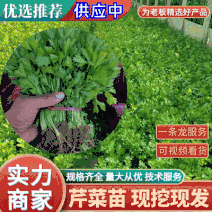 【现挖现发】优质高产芹菜苗一手货源产量高提供技术指导