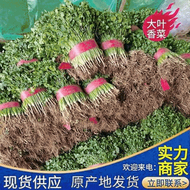 《实力商家》山东香菜优质大叶香菜产地直供价格便宜
