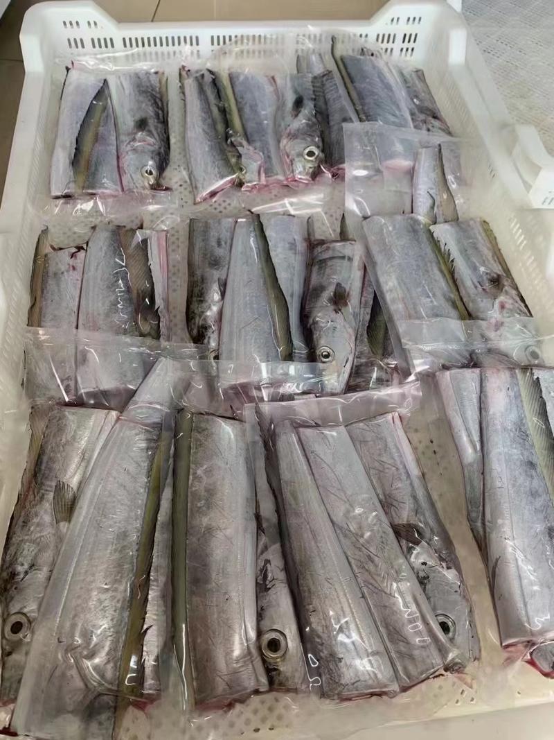一手货源精品南海带鱼可持续大量供货价格优惠欢迎老板咨询