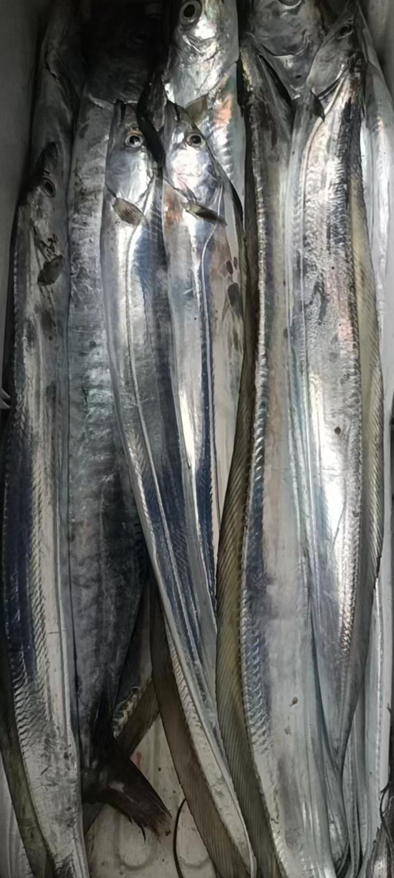 一手货源精品南海带鱼可持续大量供货价格优惠欢迎老板咨询