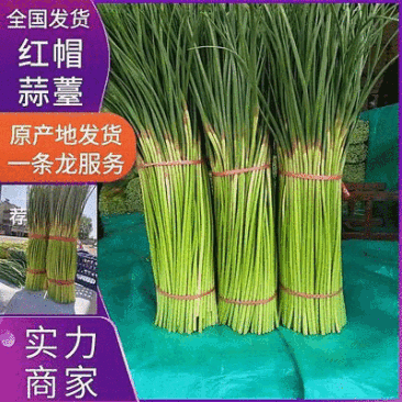 山东聊城·《红帽蒜薹》大量供应中·一手货源·价格便宜