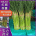 山东聊城·《红帽蒜薹》大量供应中·一手货源·价格便宜