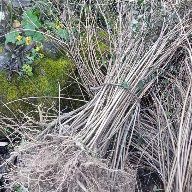 河南三门峡连翘苗诚信经营质量保证可视频看货