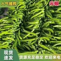 辣椒尖椒大量供应新鲜采摘量大从优价格美丽欢迎咨询