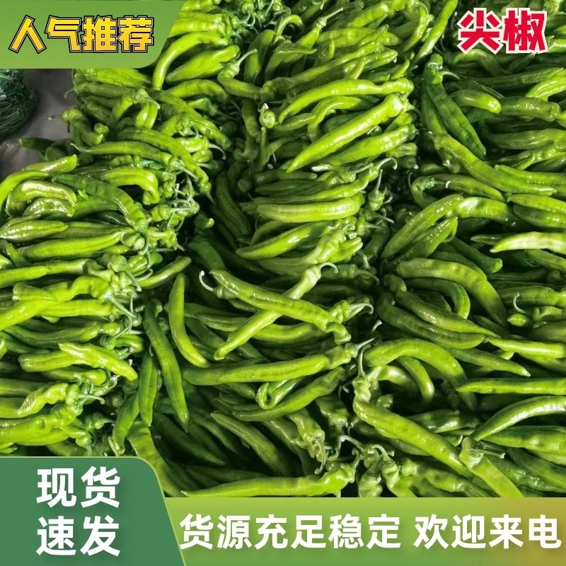 辣椒尖椒大量供应新鲜采摘量大从优价格美丽欢迎咨询