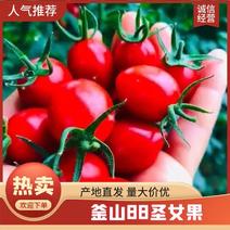 新鲜圣女果釜山88圣女果玲珑小番茄可对接电商实体档档口