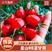 新鲜圣女果釜山88圣女果玲珑小番茄可对接电商实体档档口