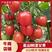 山东平度釜山88圣女果玲珑小番茄产地直发商超档口对接