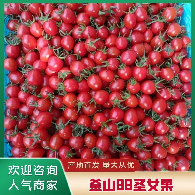 山东平度釜山88圣女果玲珑小番茄产地直发商超档口对接