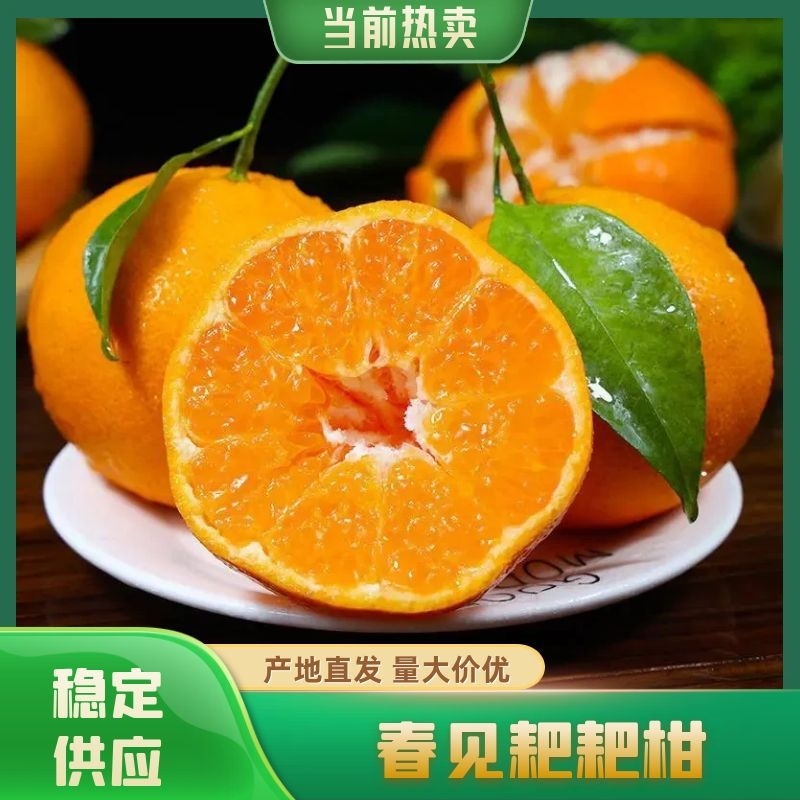 四川春见耙耙柑橘子柑橘现摘新鲜水果专业代办代发