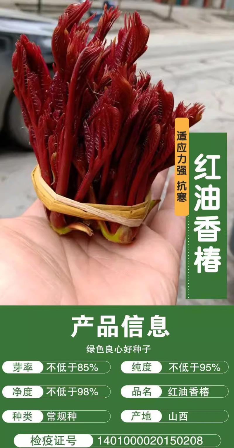 红油香椿种子速生香椿种籽四季易种红叶香春芽菜蔬菜种子