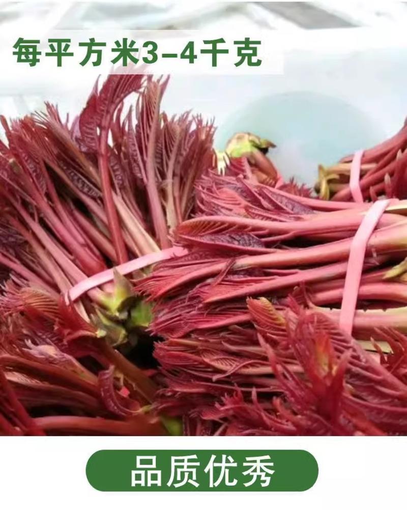 红油香椿种子速生香椿种籽四季易种红叶香春芽菜蔬菜种子