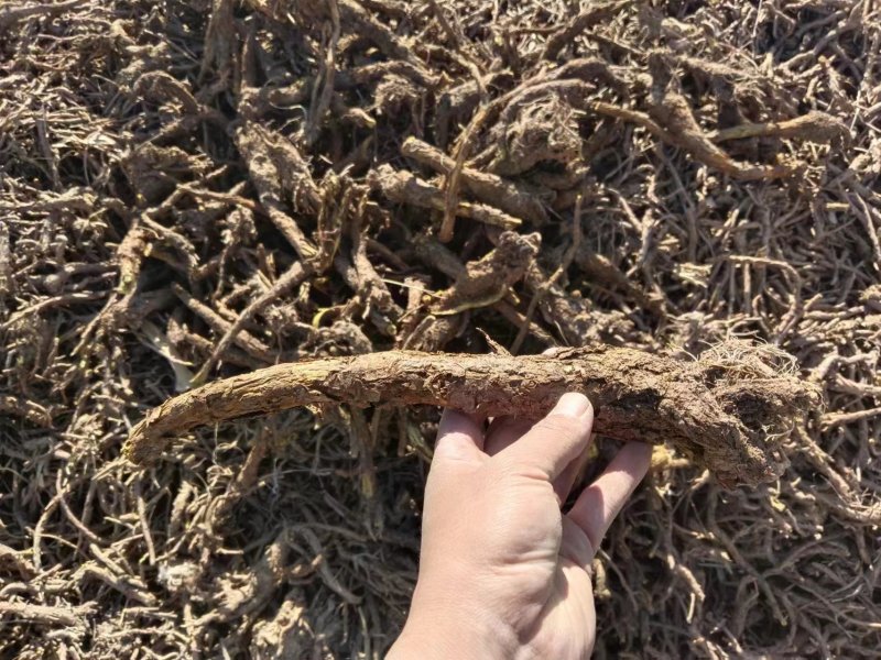 蔚县黄芩品质保证产地直发可视频看货欢迎咨询