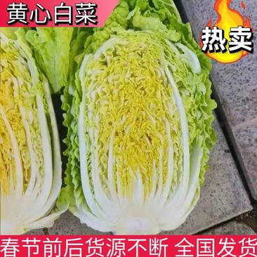 【推荐】黄心白菜湖北白菜产地现砍现发提供一条龙服务