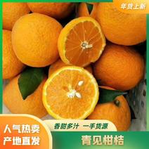 【精品量大】青见柑橘现采现发品质保证大吨位供应市场批发