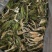 【精品干霸王花】广东基地直供质量保证一手货源欢迎订购