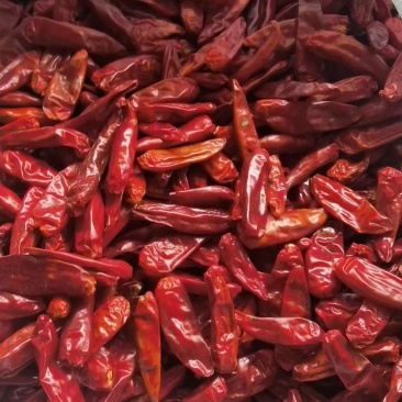 子弹头干辣椒大量供应产地直发质量保证货源充足欢迎订购
