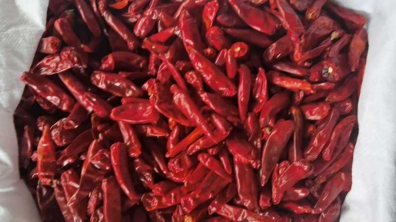 子弹头干辣椒大量供应产地直发质量保证货源充足欢迎订购